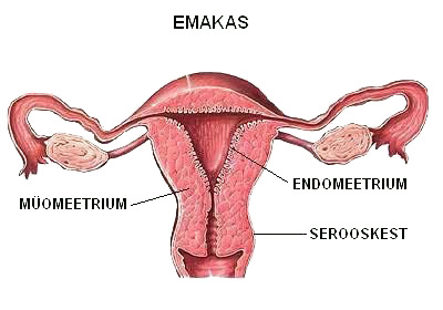 emakas